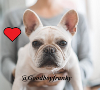 Our new pet's place featuring @goodboyfranky is live!