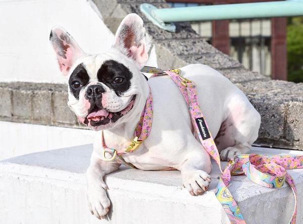 Frenchiestore Luxury Dog Leash | Pink Lemonade