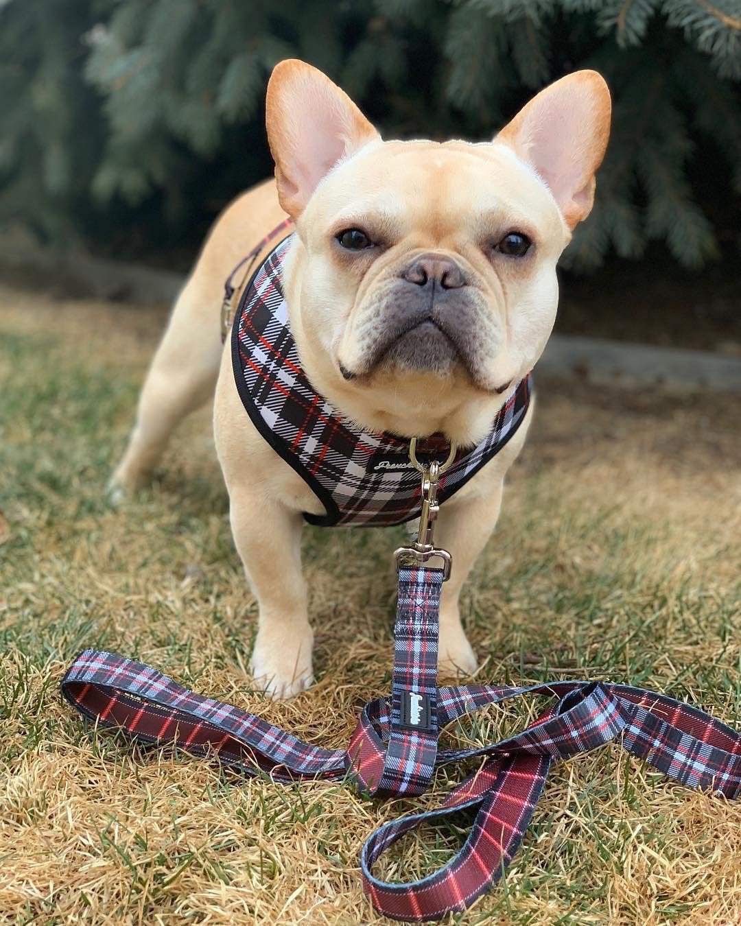 French Bulldog Harness | Versatile Health Harness | Tartan